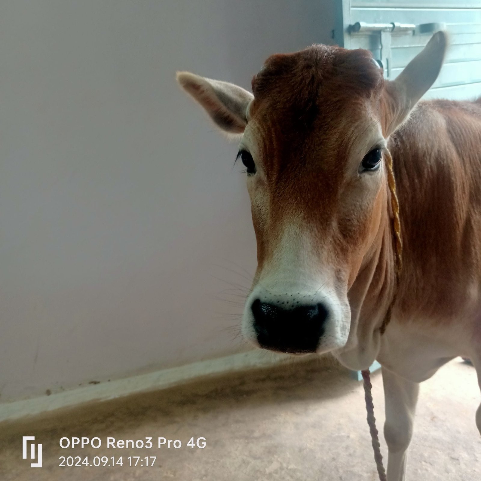 महाराष्ट्र सरकार में बड़ा फैसला, स्वदेशी गायों को ‘राजमाता-गौ माता’ का दर्जा