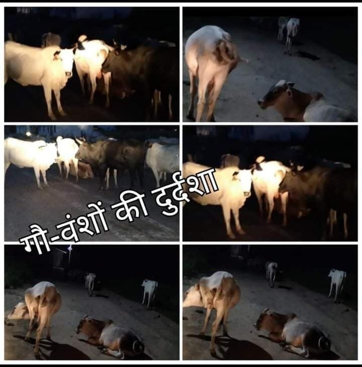 हिन्दू धर्म में माता की उपाधि पानें बाली गायों की इतनीं दुर्दशा क्यों ? कौन है इसका जिम्मेंदार