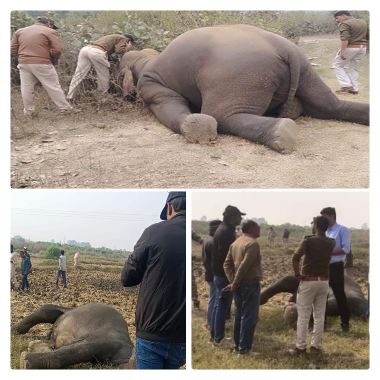 मैहर के कुआं गांव में हाईटेंशन तार में फंसकर हाथी की मौत,