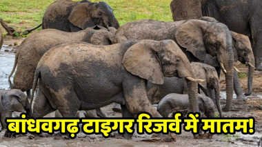 हाथियों की रहस्यमयी मौत से उमरिया में हड़कंप, कोदों की फसल पर वन विभाग का दावा संदेह के घेरे में