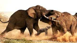 जंगल की रानी मादा हाथियों का नेतृत्व और सामुदायिक संरचना