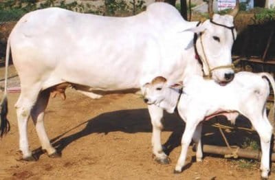 भोपाल में बनेगी प्रदेश की पहली हाई-टेक गौशाला सीएम मोहन करेंगे भूमि पूजन