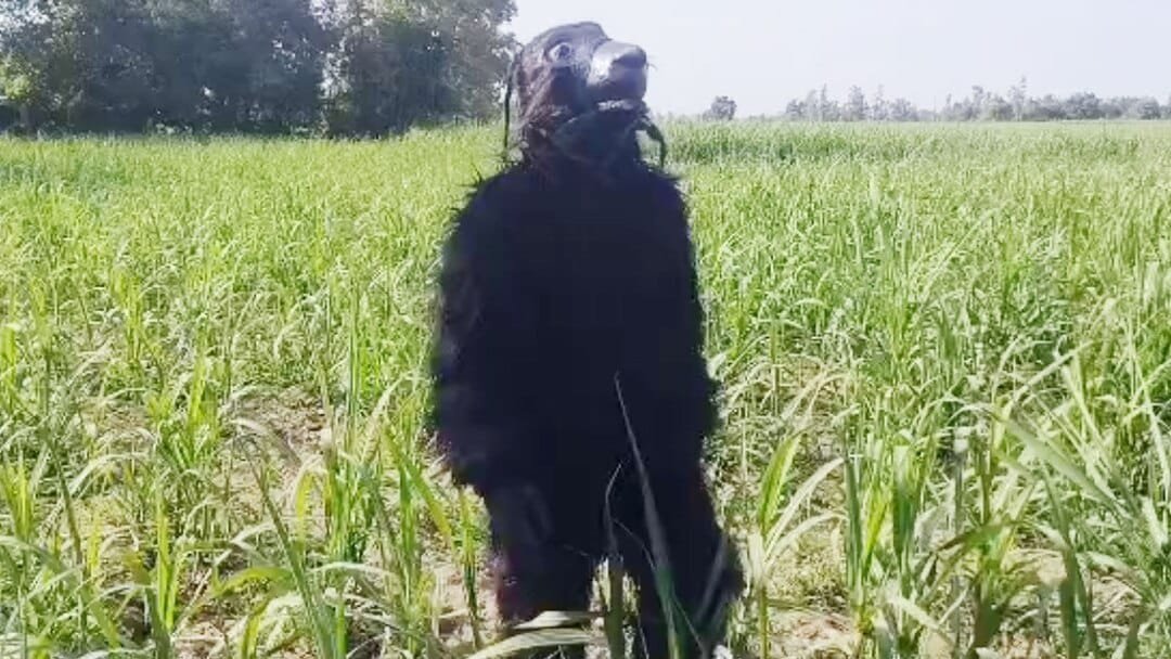 तीन रातों से वेंकटनगर पर भालू का कब्ज़ा रेलवे स्टेशन से लेकर तालाब तक, दहशत में ग्रामीण