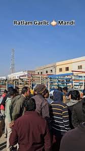 रतलाम में किसानों ने पकड़े चीनी लहसुन के ट्रक अवैध आयात से स्थानीय किसानों को भारी नुकसान