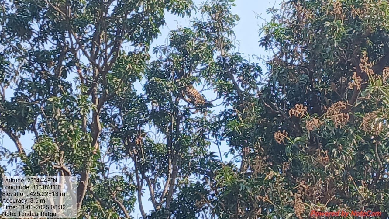 शहडोल रटगा गांव में आम के पेड़ पर चढ़ा चीता ,वन विभाग की तत्परता से सुरक्षित रेस्क्यू