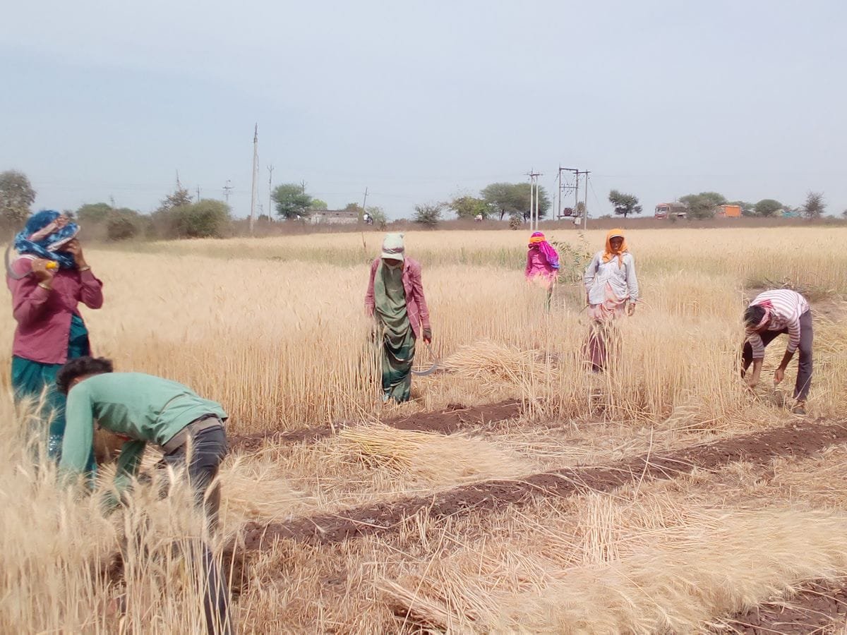योगी के दौरे से पहले अफसरों ने&nbsp; 20 बीघा किसानों की&nbsp; फसल कटवाई, मोदी की सभा के लिए मैदान तैयार