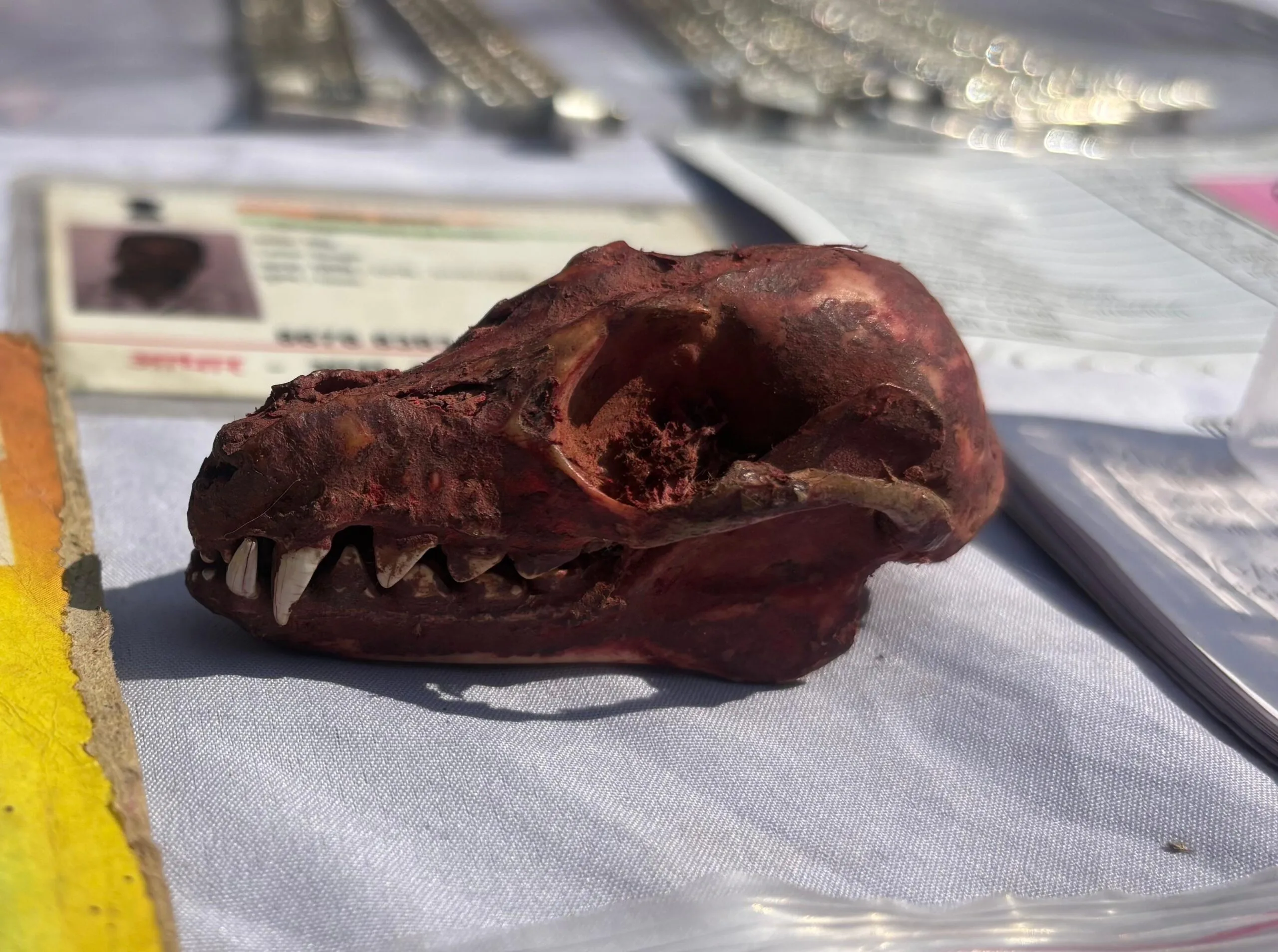 चमत्कारी इलाज,झाड़-फूंक के नाम पर ठगी करने वाले गिरोह का पर्दाफाश